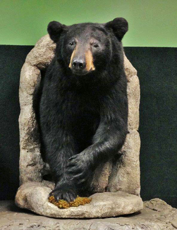 Donated bear mount