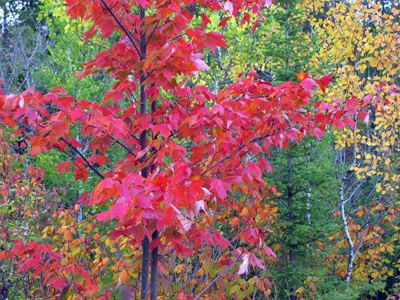 Red maple