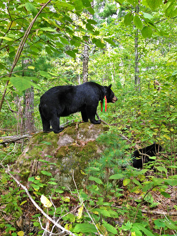 June and Ember - Sept 8, 2013