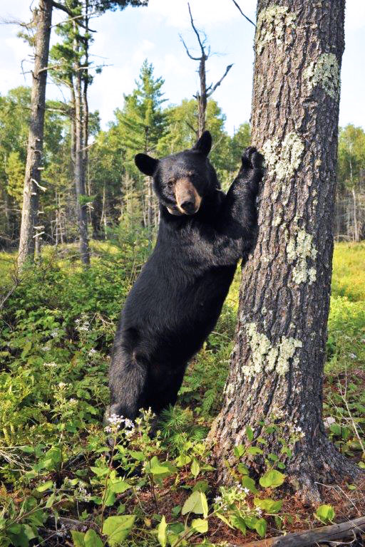 June by white pine - July 30, 2012