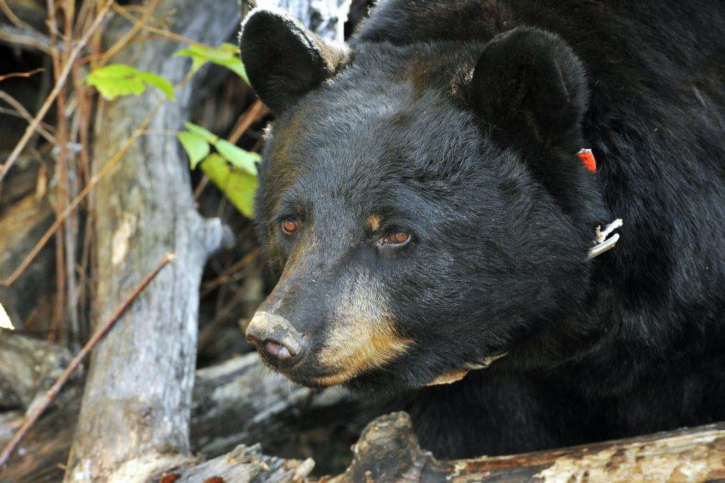 Juliet looks out of her den