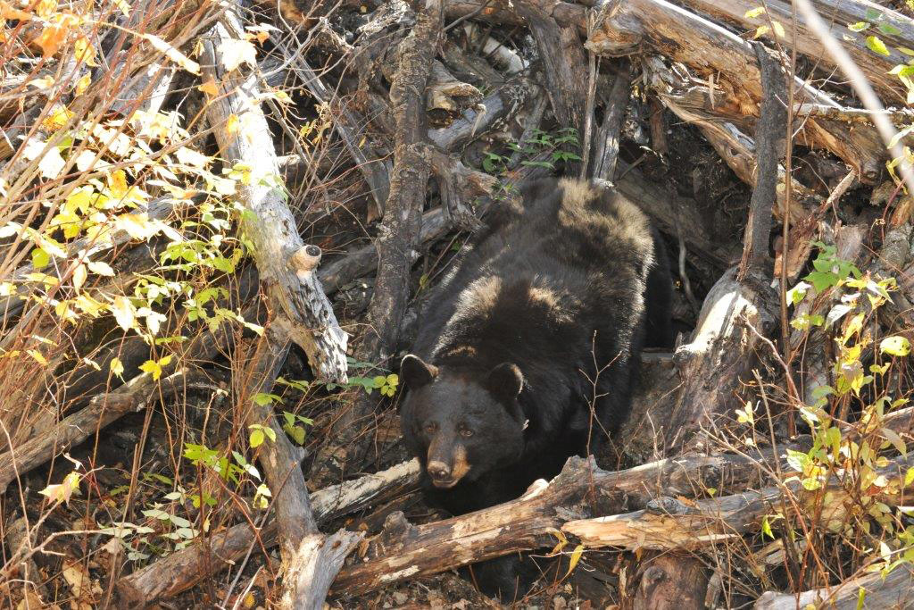 Juliet outside her log den