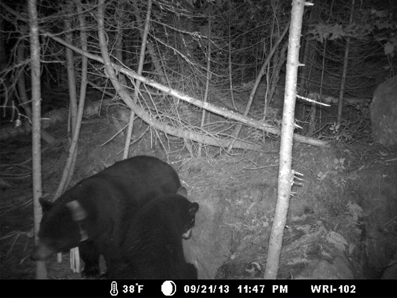 June visits rock den