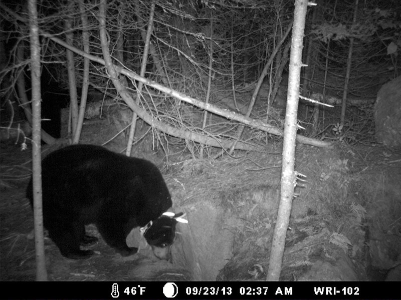 Lily visits rock den