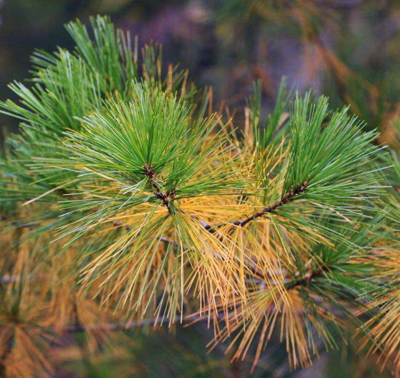 Old brown white pine needles ready to fall