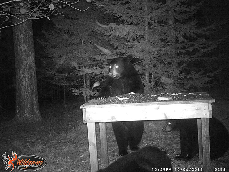 June's cubs and Aster