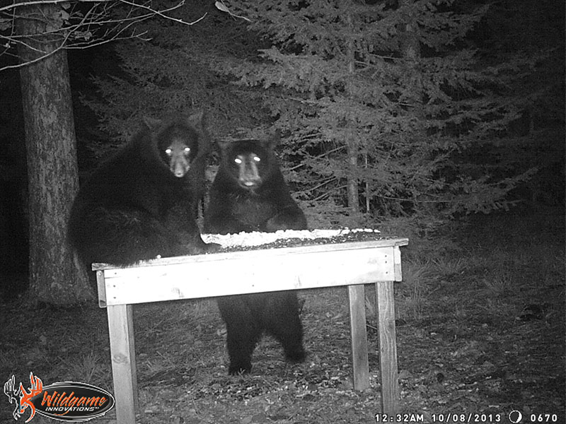 Ember climbs up to better reach