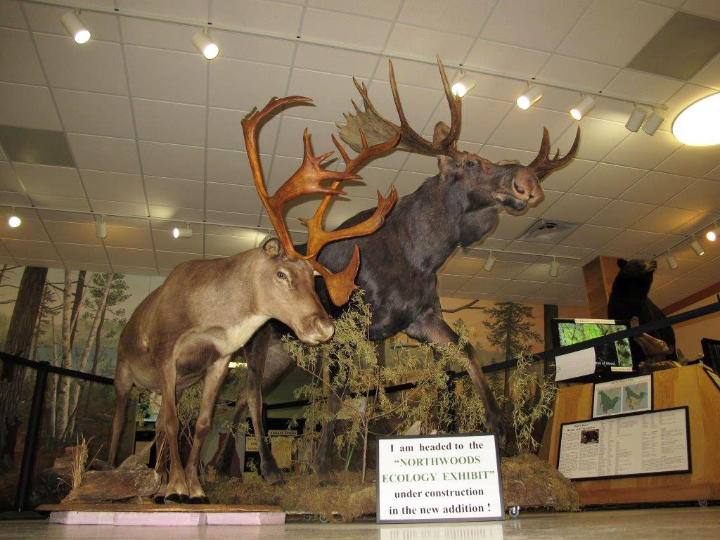Woodland caribou and moose