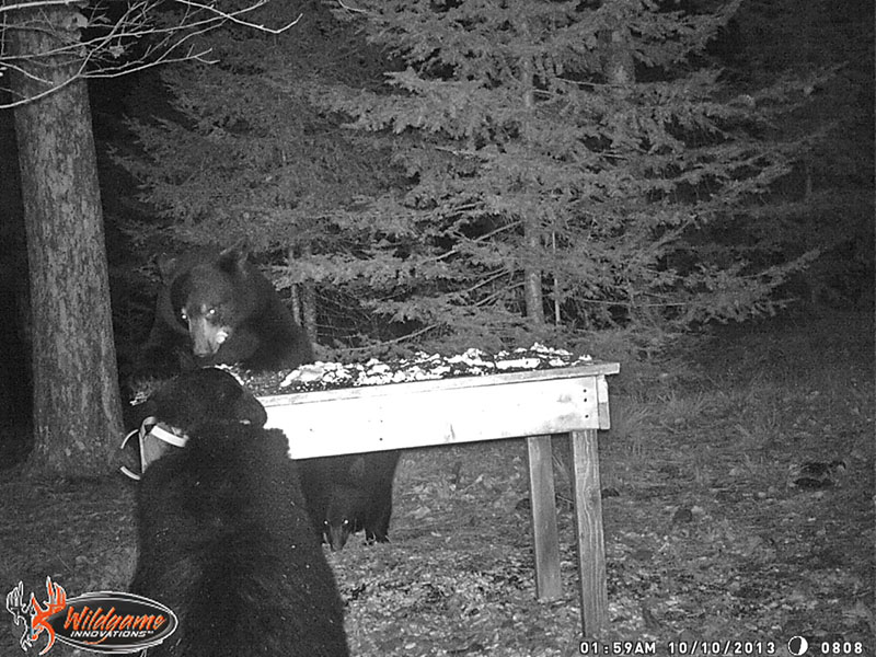 Aster, Cole, and Ember