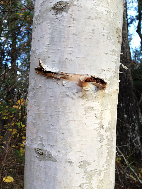 Bear-bitten birch