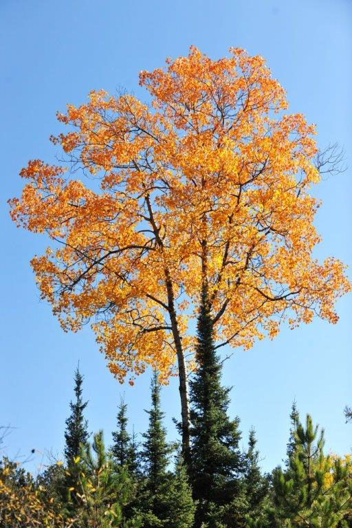 Big-toothed aspen October 16, 2013