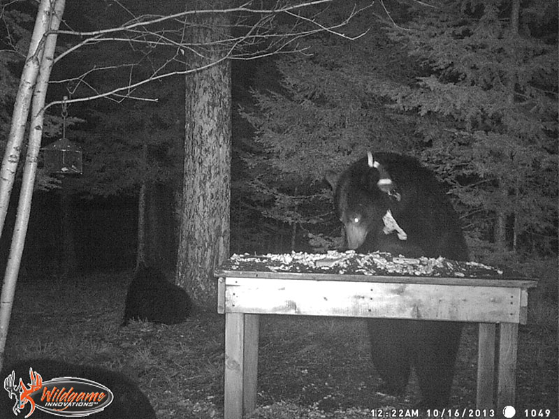 Aster with June's cubs - Oct 16