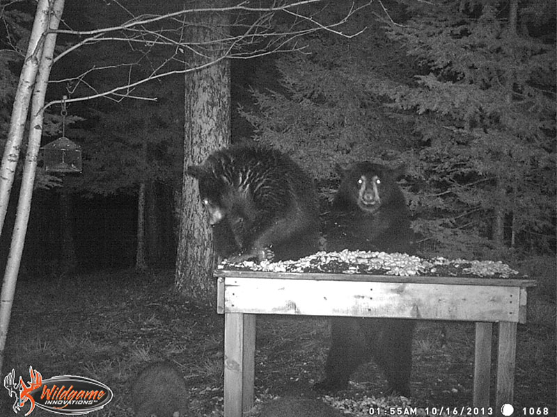 Ember and Cole - Oct 16