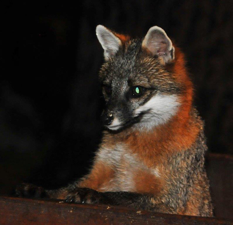 Gray fox