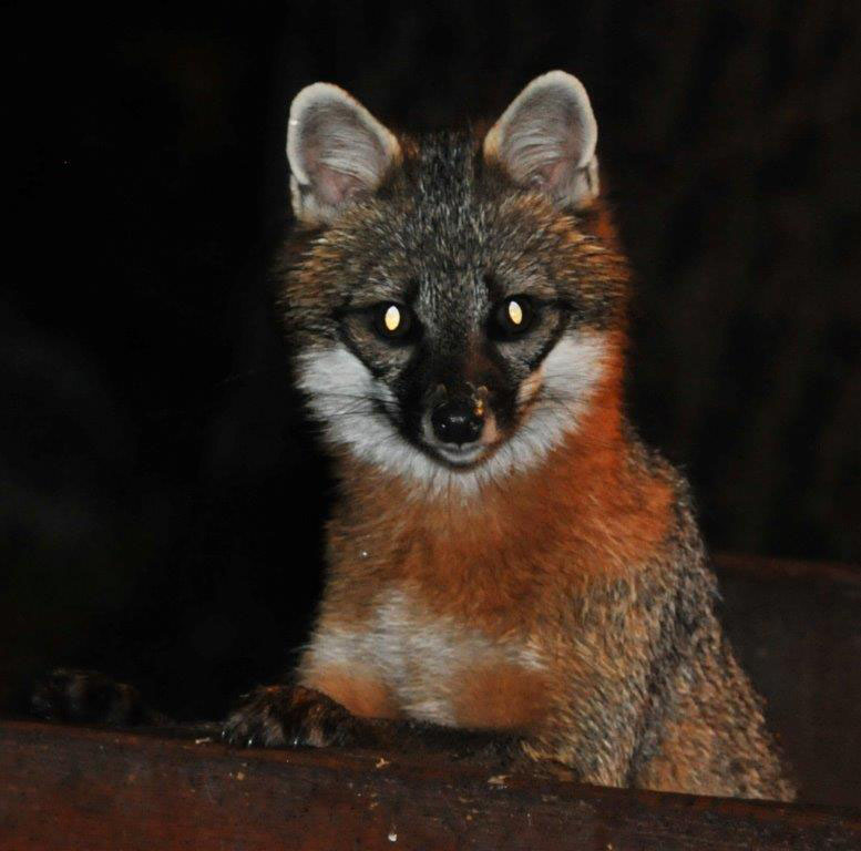 Gray fox - October 20, 2013