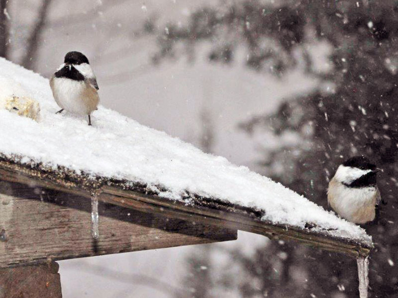 Chickadees in the snow