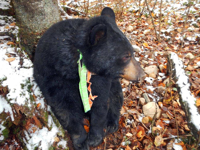 20131023 Aster healing