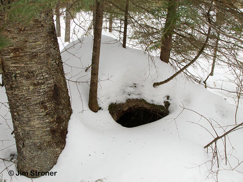 Aster's den last March