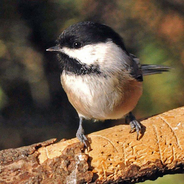 Chickadee