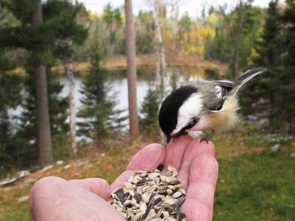 Chickadee on hand
