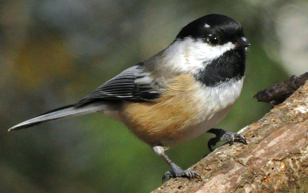 A favorite Chickadee