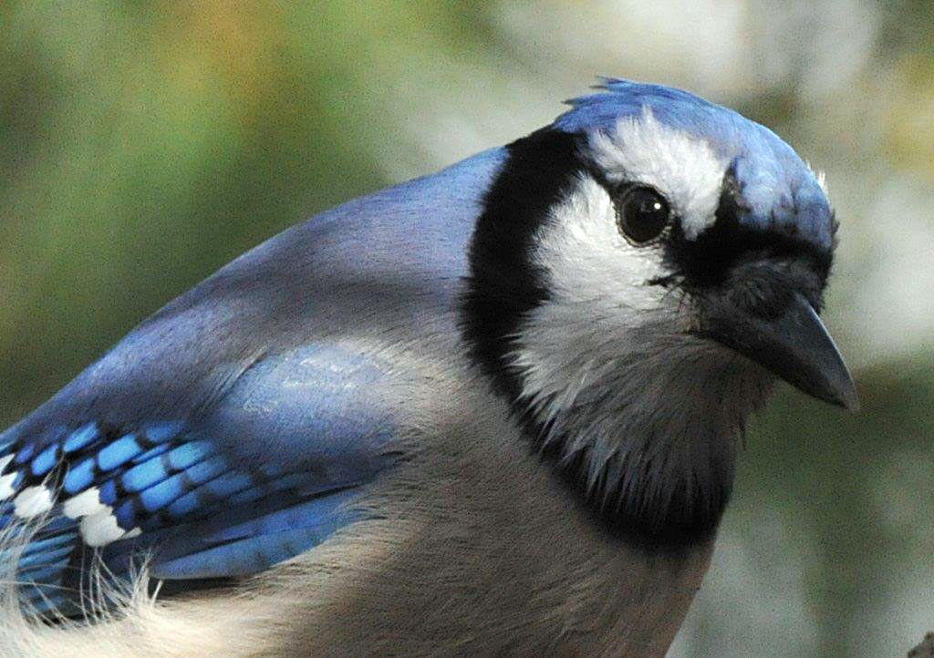 Blue Jay - Oct 24, 2013