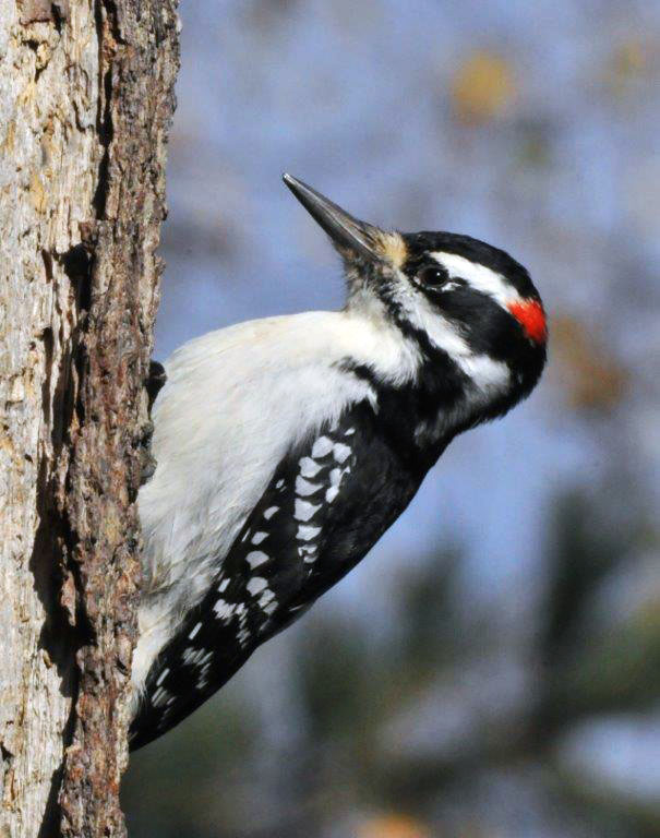 Hairy Woodpecker - Oct 24, 2013
