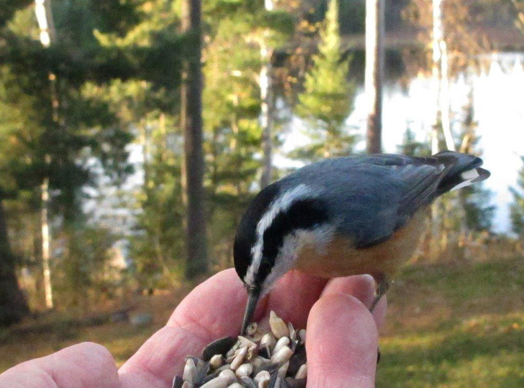 20131028 Red-breasted Nuthatch