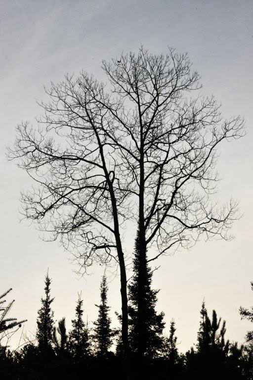 Big-toothed aspen October 29, 2013