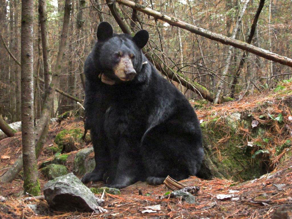 Lily at rock den October 29, 2013