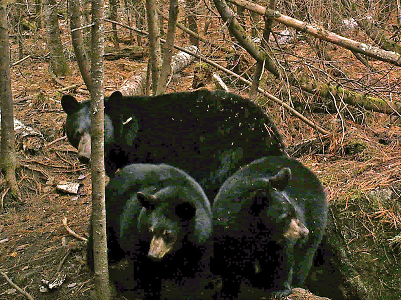 Lily, Ellie, and Eli - 12:51 PM