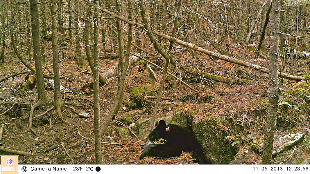 Lily pulling bedding into den