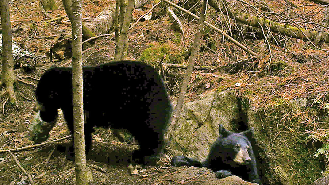 20131106 Lilys cubs1
