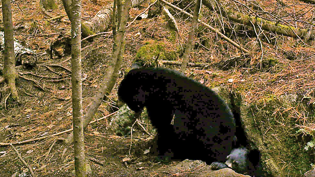 20131106 Lilys cubs2