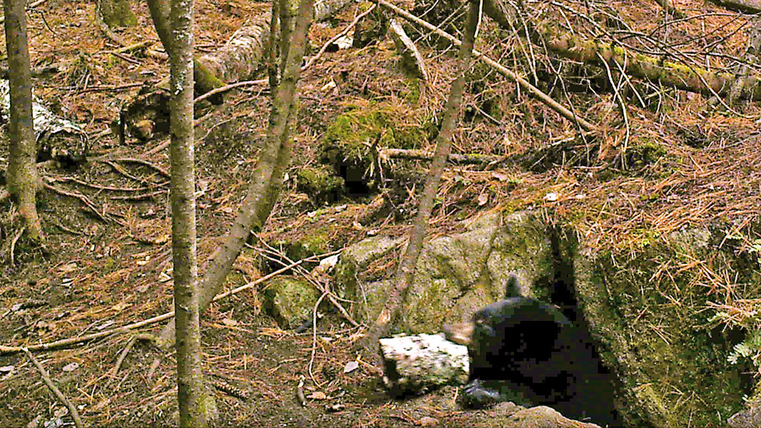 20131106 Lilys cubs3