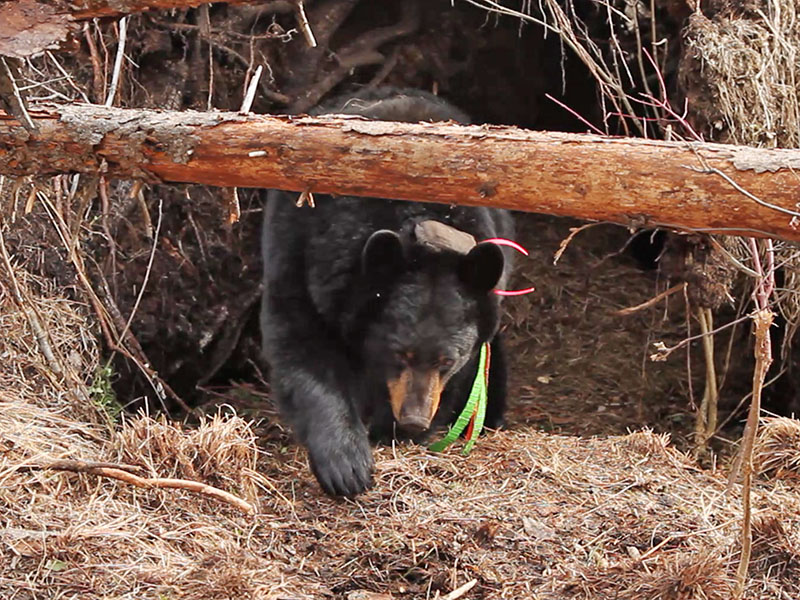 Ursula rakes bedding into den