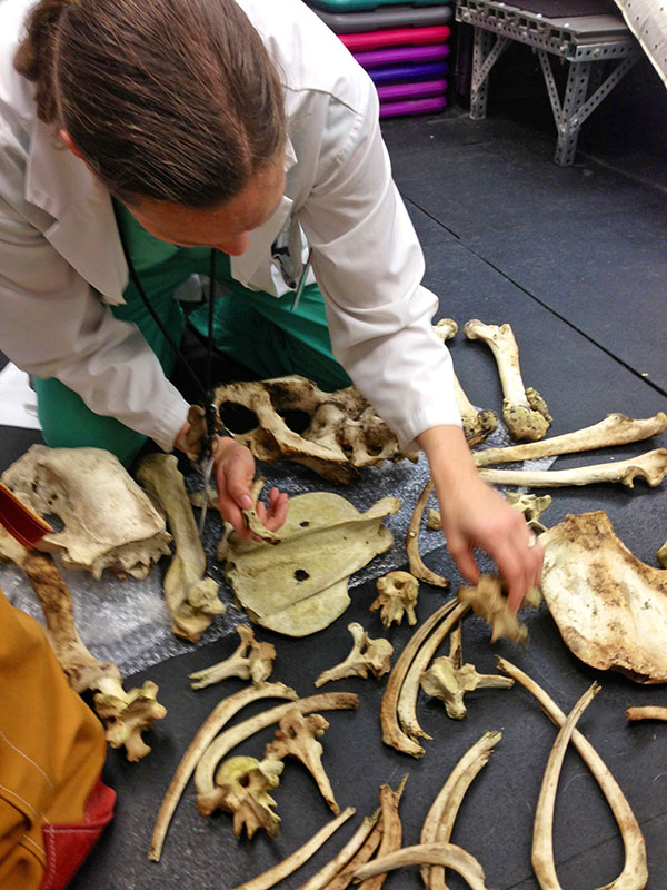 Examining Lumpy's bones - Nov 7