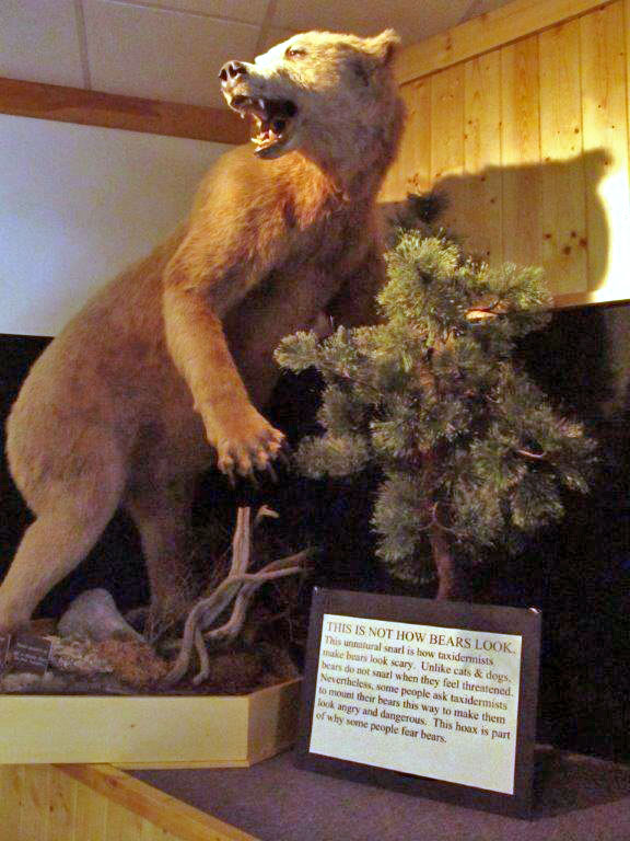 20131111 Snarling grizzly exh