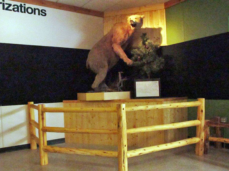 20131111 Snarling grizzly exh a