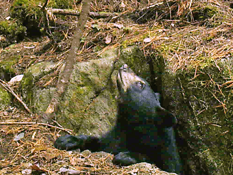 Lily's cub - Nov 5 (trail cam)