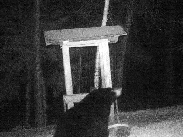 Trail cam bear - Nov 20