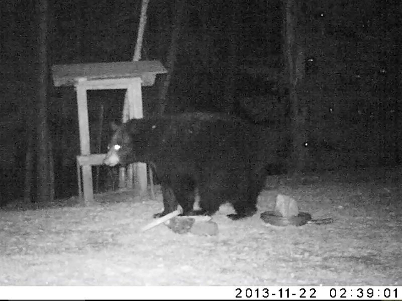Mystery Bear