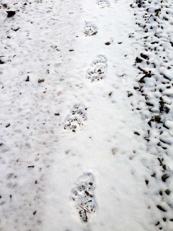 Tracks of Mystery Bear