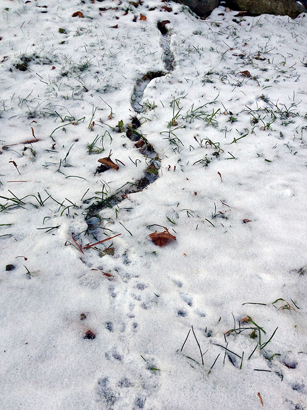 Vole tunnel and tracks
