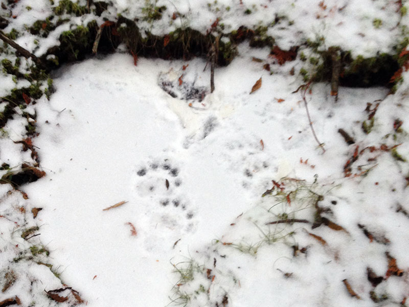 Bear tracks on ice