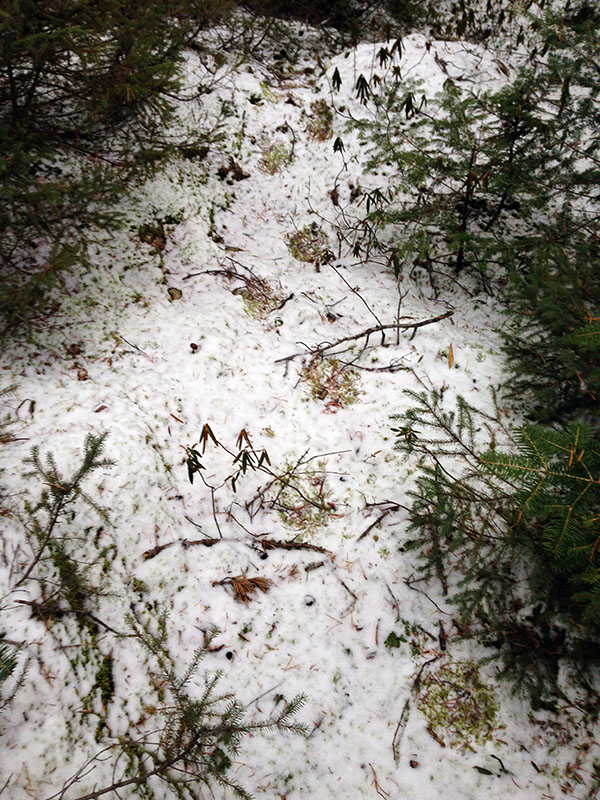 Bear tracks through forest