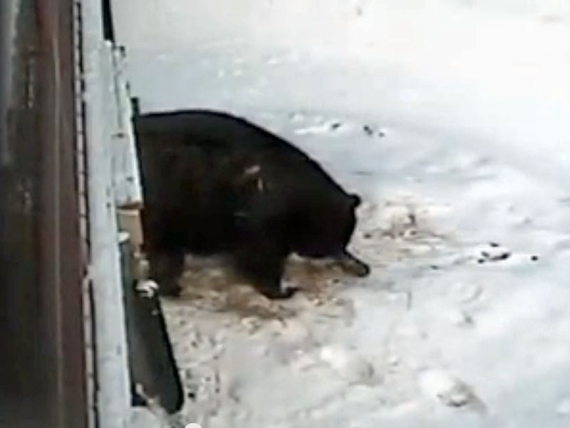 Honey rakes in bedding