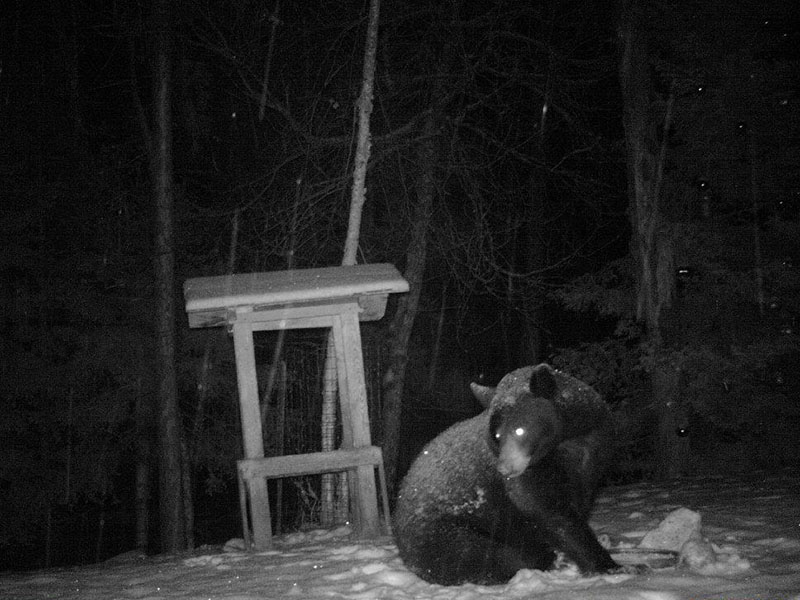 Mystery bear snow-free face