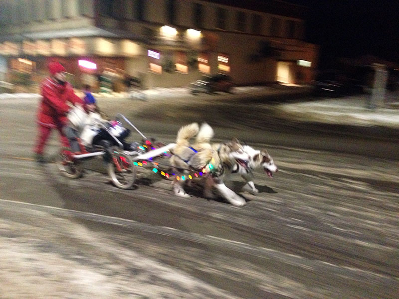 Holiday sled dogs