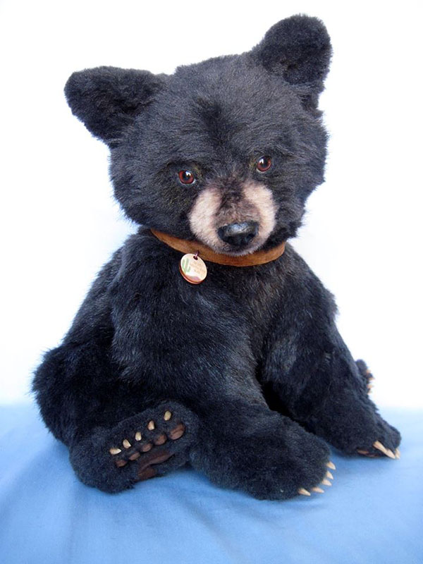Teddy bear cub  
